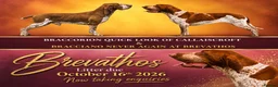 Bracco Italiano dogs for sale: Bracco Italiano puppies - Advert 1