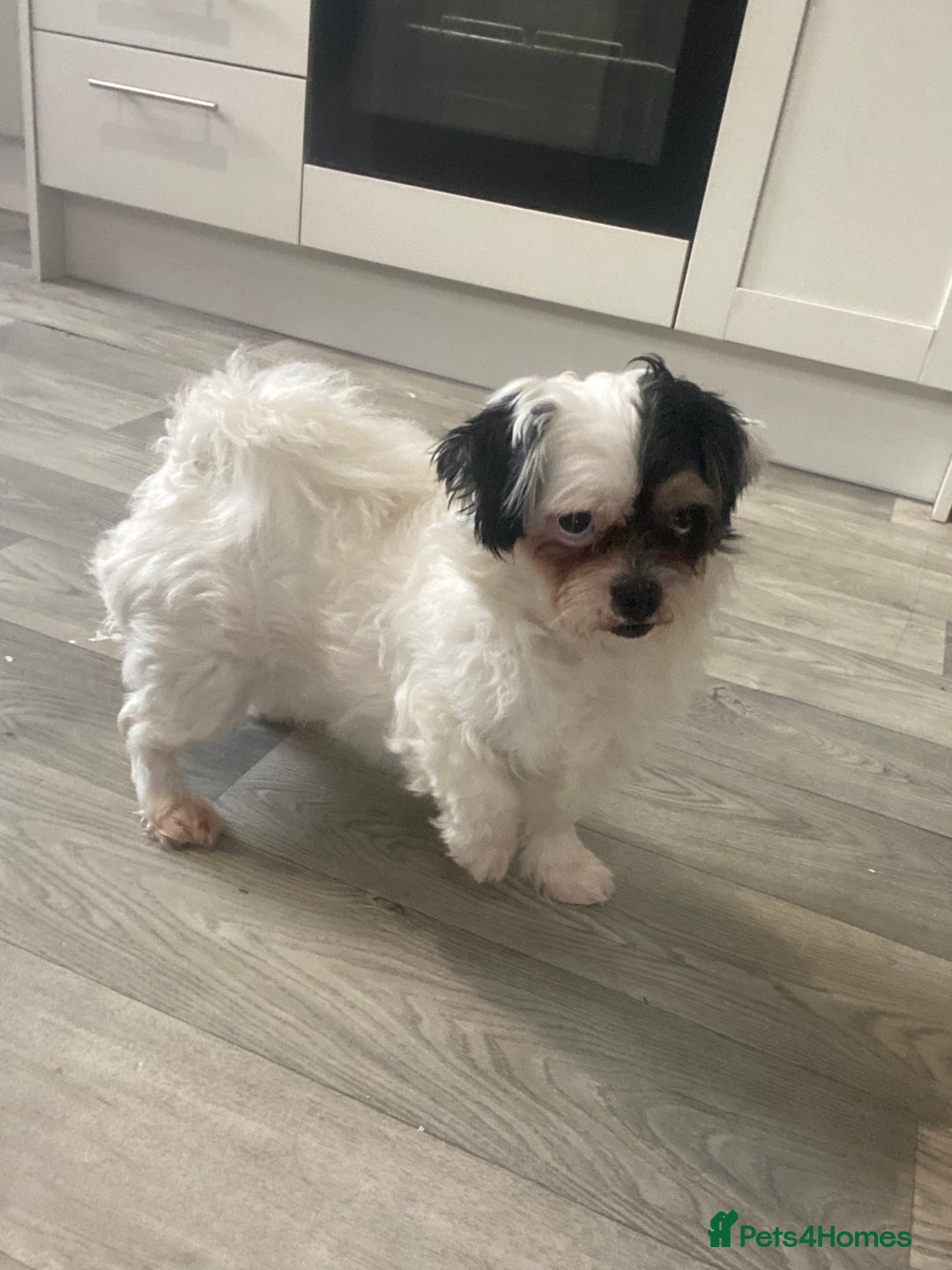 Mixed Breed dogs for sale: Shihtzu X boy  - Image 1