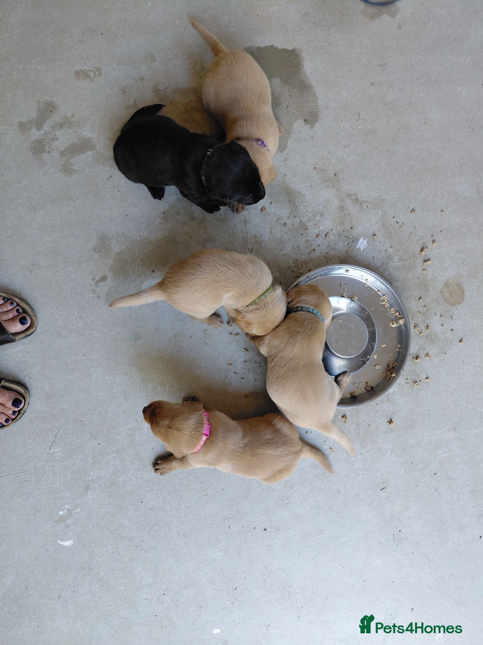 Labrador Retriever dogs Red fox and black lab retriever puppies. - Advert 12