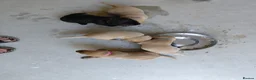 Labrador Retriever dogs for sale: Red fox and black lab retriever puppies. - Advert 15