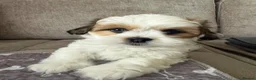 Lhasa Apso dogs for sale: Gorgeous Lhasa apso boy  - Advert 5