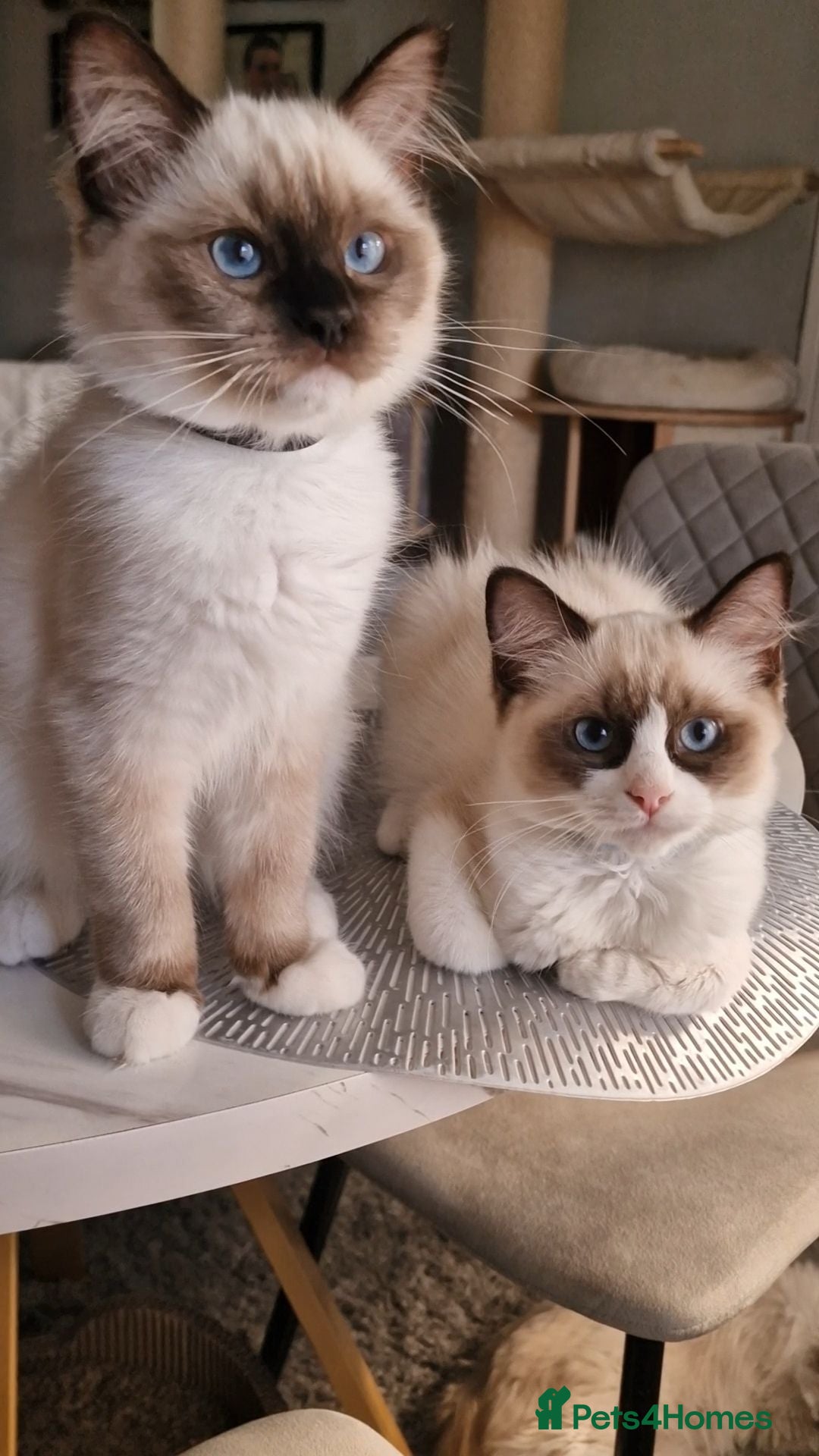 Ragdoll cats Last 2 Luxury Kittens left -European line Ragdoll - Advert 2