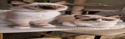 Ragdoll cats for sale: Last 2 Luxury Kittens left -European line Ragdoll - Advert 1