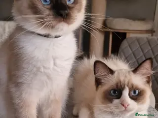 Ragdoll cats Last 2 Luxury Kittens left -European line Ragdoll - Advert 2