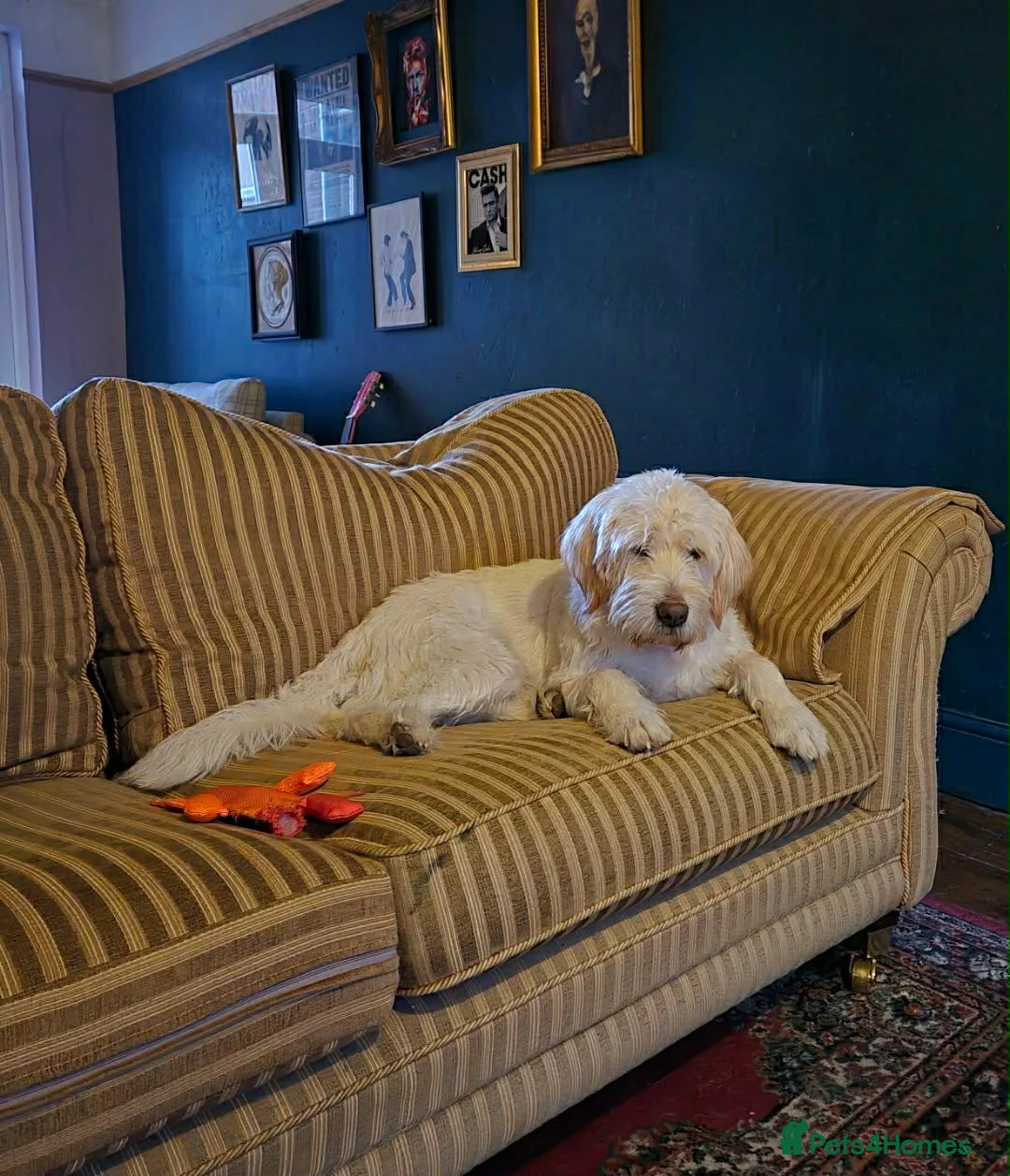 Mixed Breed dogs for adoption: ❤️ Diego – Gentle Giant Looking for Love 🐾 in Great Yarmouth - Advert 2