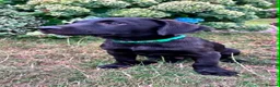 Labrador Retriever dogs for sale: KC Reg Puppies, FTCH Bred with versatility in mind - Advert 5