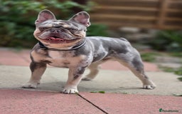 French Bulldog dogs for sale: French bulldog  - Image 1