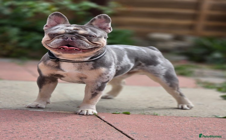 French Bulldog dogs - Advert 2