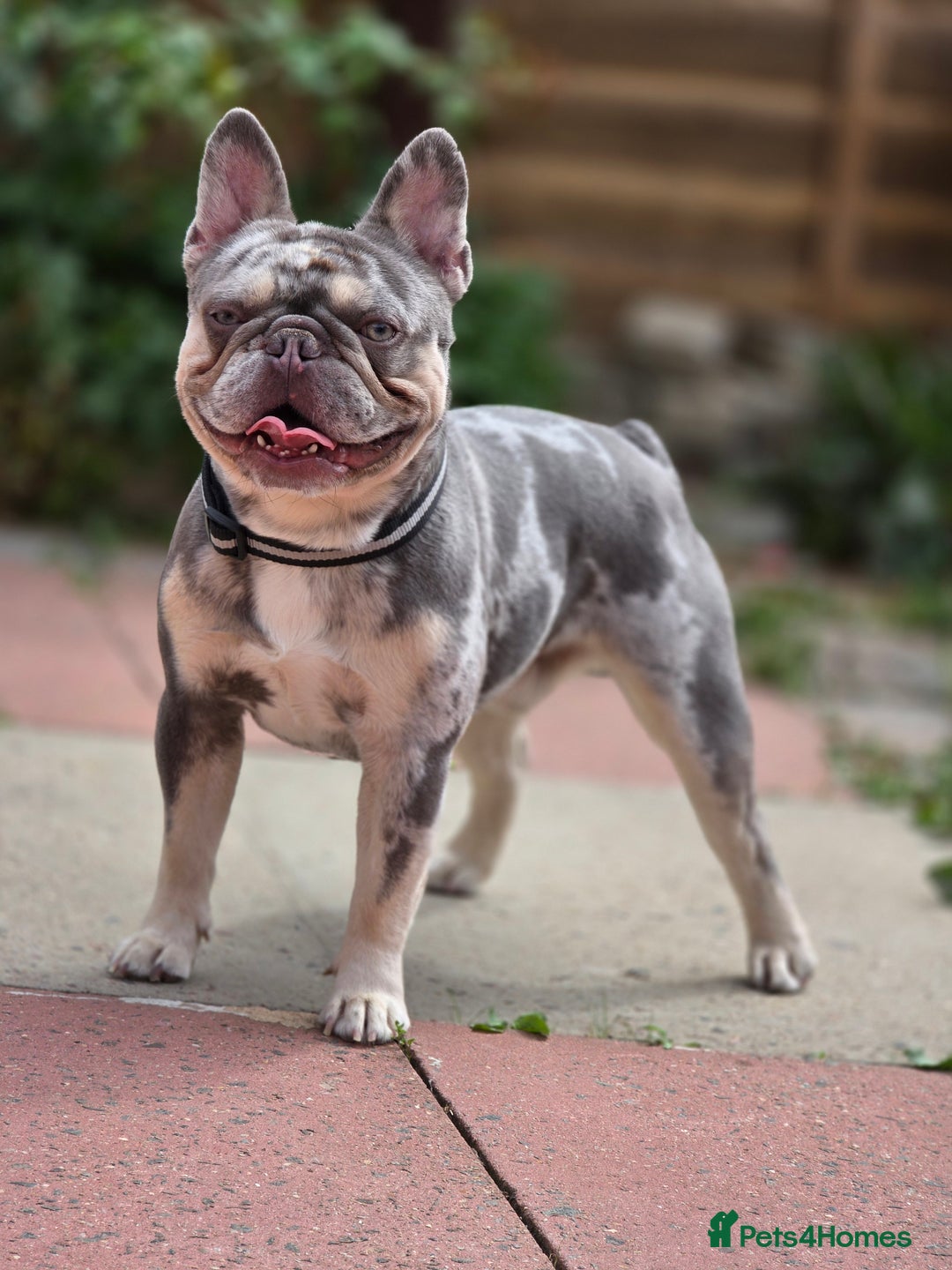 French Bulldog dogs for sale: French bulldog  - Image 1
