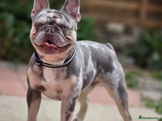 French Bulldog dogs - Advert 32