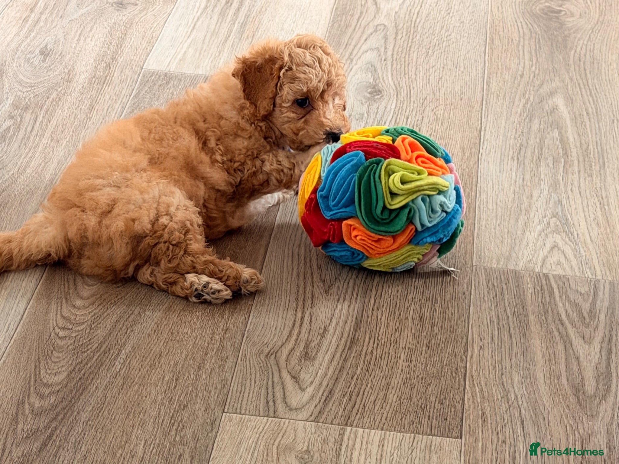 Poochon dogs ✨ Poochon Puppies - ready this week ✨ - Advert 1