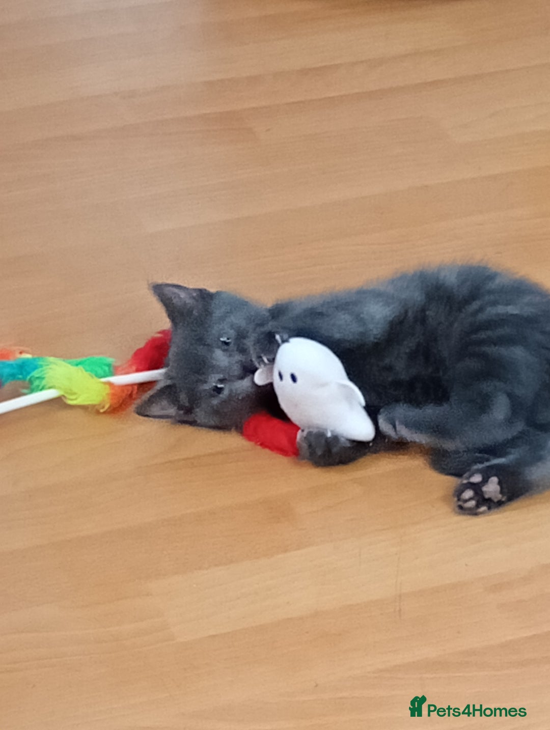 Mixed Breed cats for sale: Blue russian x European shorthair mix - Advert 6