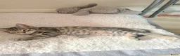Bengal cats for sale: Kittens x bengal READY TO LEAVE  - Advert 11