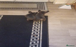 French Bulldog dogs for sale: French bulldog puppys  - Image 10
