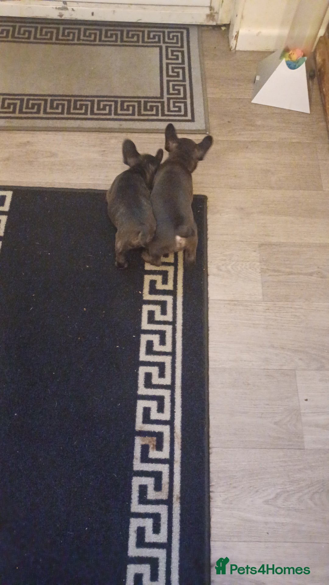 French Bulldog dogs for sale: French bulldog puppys  - Image 10