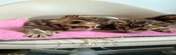 Bengal cats for sale: Beautiful Bengal Kittens – 1 Male & 3 Females 🐈😻 in London - Advert 3