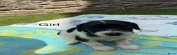 English Springer Spaniel dogs for sale: Working springer spaniels  in Totnes - Advert 2