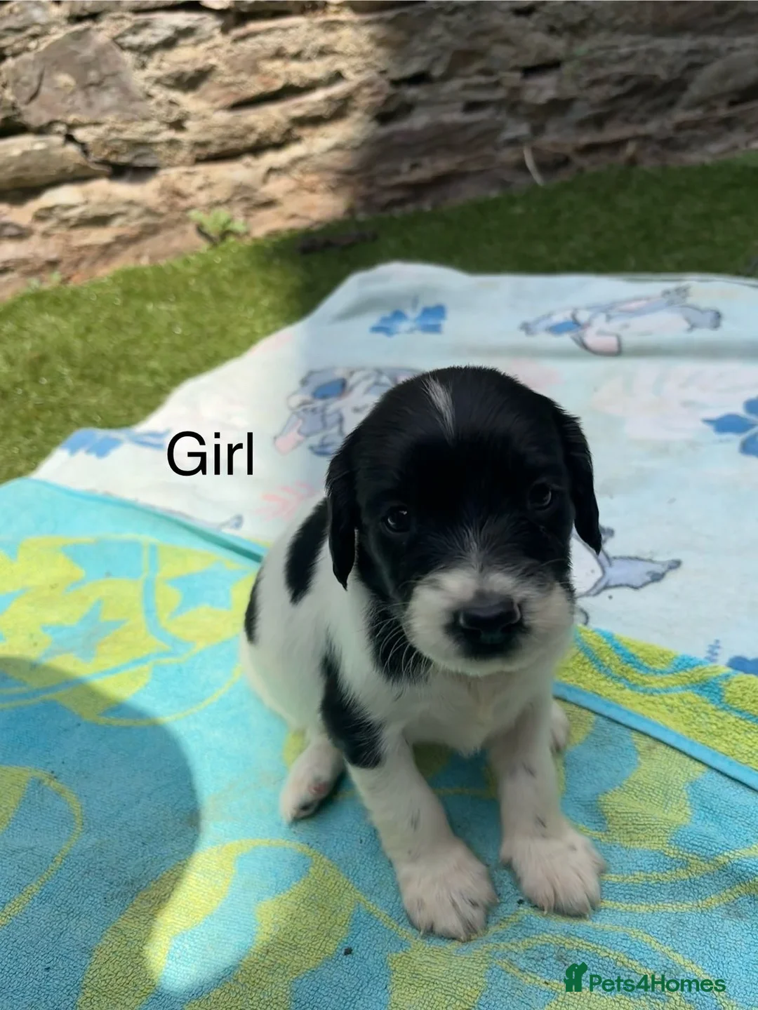 English Springer Spaniel dogs for sale: Working springer spaniels  in Totnes - Advert 2