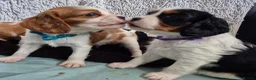 Cavalier King Charles Spaniel dogs for sale: Beautiful Cavalier King Charles Spaniel 7 Puppies - Advert 16