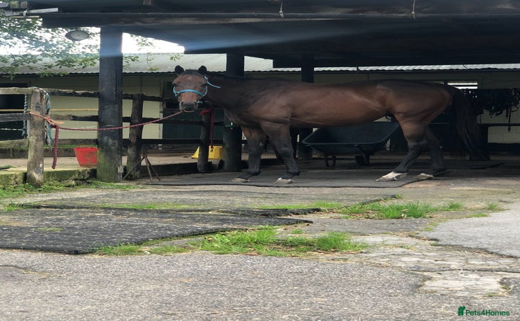 Irish Thoroughbred horses - Advert 1