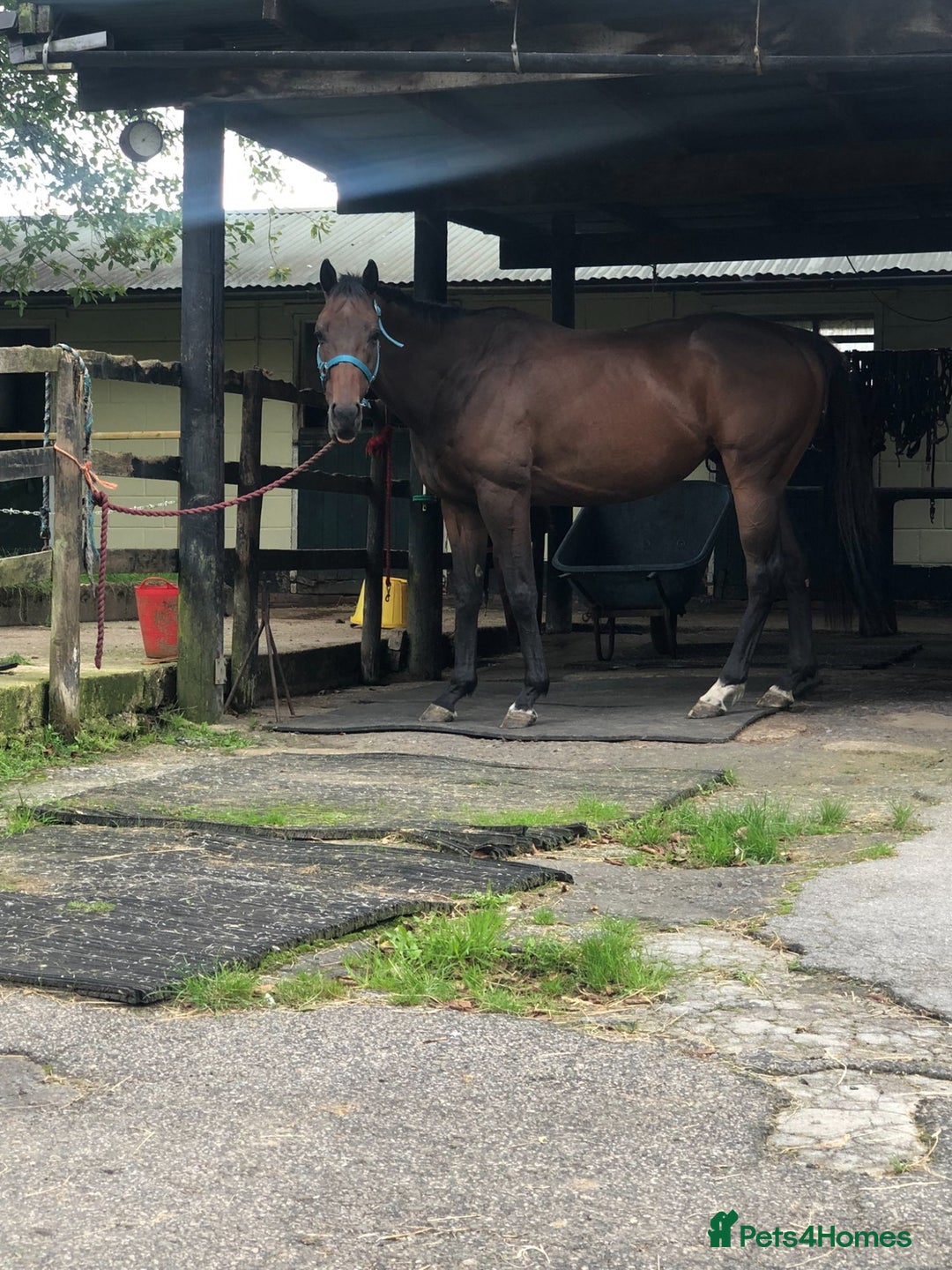 Irish Thoroughbred horses for sale: Bay gelding all rounder - Image 1