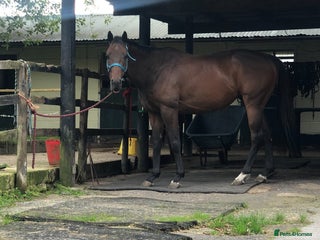 Irish Thoroughbred horses for sale - Advert 1