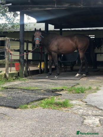 Irish Thoroughbred horses - Advert 1