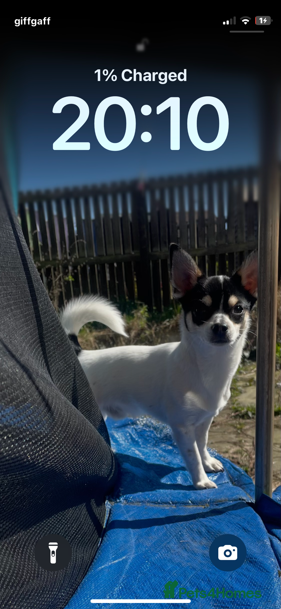 Chihuahua dogs for stud: For stud only  - Image 4