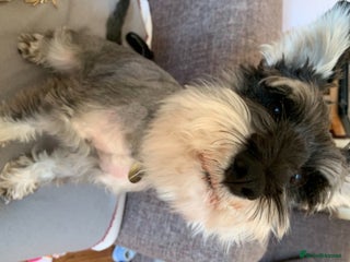 Miniature Schnauzer dogs in Altrincham - Advert 6