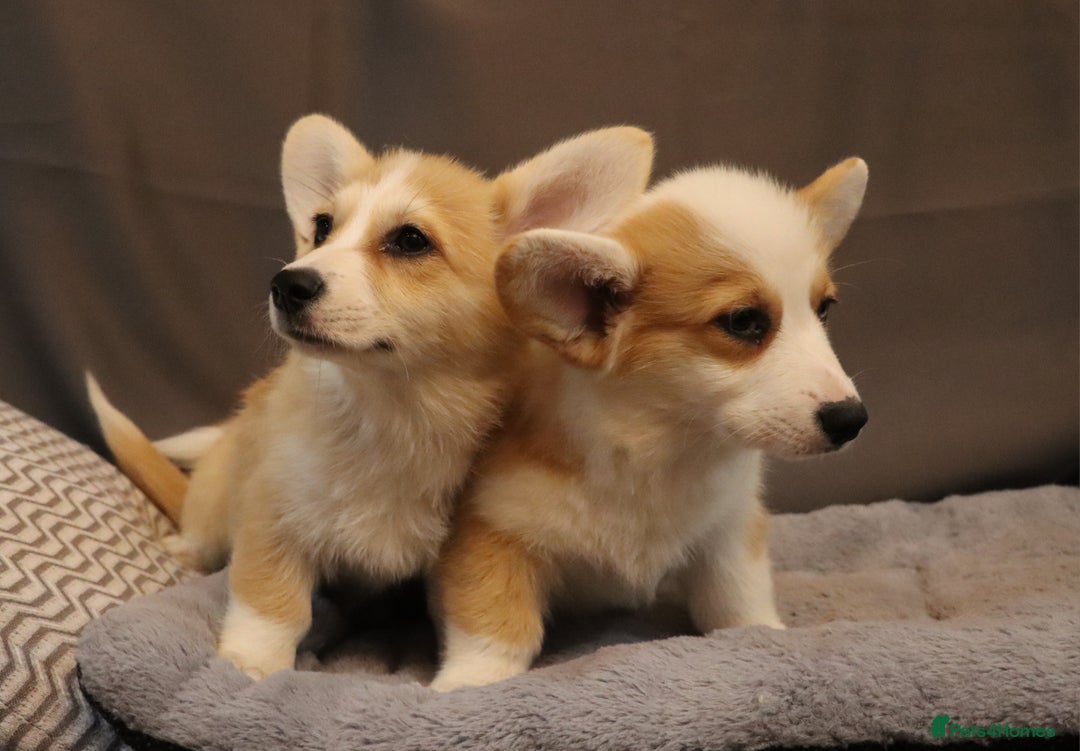 Welsh Corgi Pembroke dogs for sale: Stunning 33 Generation KC Pembroke Corgi Pups - Image 10