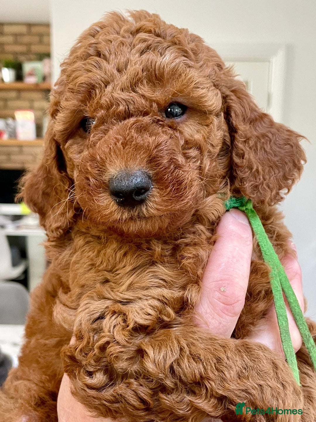 Miniature Poodle dogs for sale: KC HEALTH TEST PUPS - POLICE K9 TRAINER 5* BREEDER - Advert 3