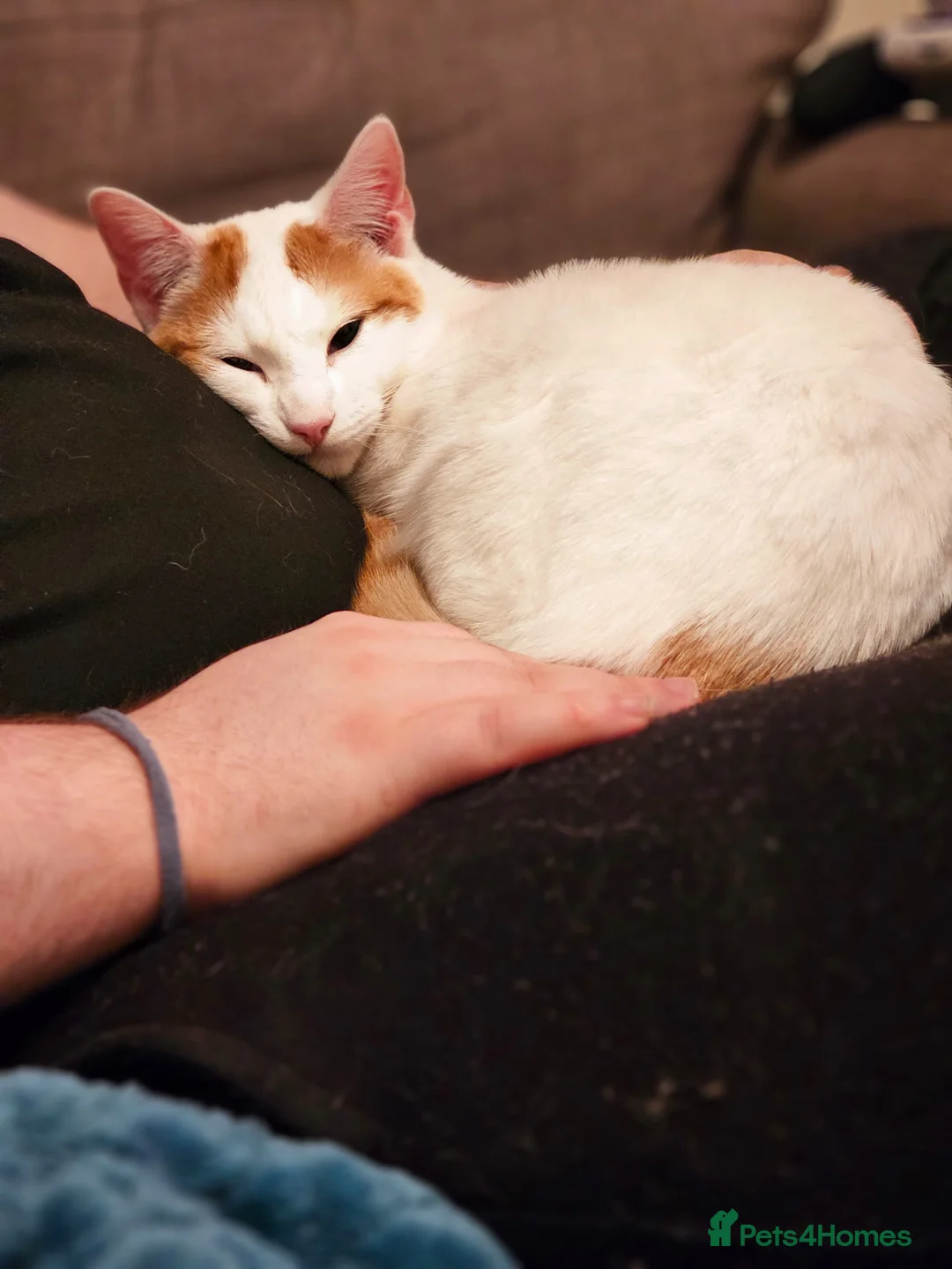 Mixed Breed cats for sale: Sad rehoming - Advert 2