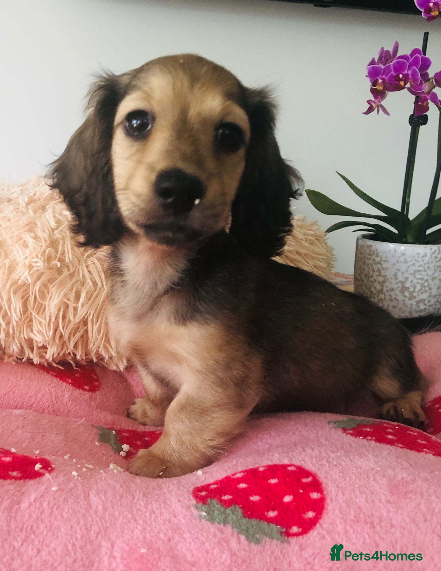 Miniature Dachshund dogs K.C.Reg Miniature Dachshund - Advert 13