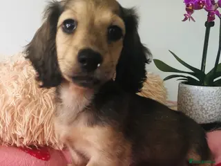 Miniature Dachshund dogs K.C.Reg Miniature Dachshund - Advert 18