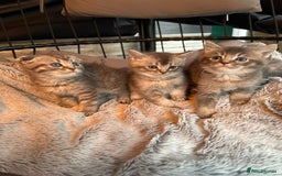 Mixed Breed cats for sale: Maine coon x Scottish fold kittens - Image 21