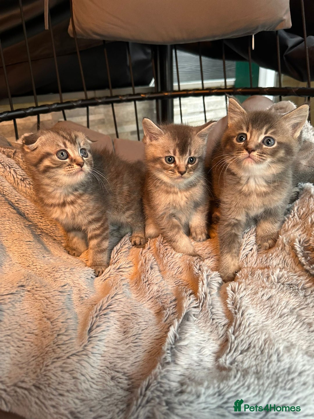 Mixed Breed cats for sale: Maine coon x Scottish fold kittens - Image 21