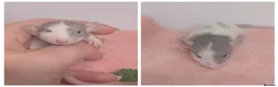 Rat rodents for sale: Beautiful rat pups - Advert 3