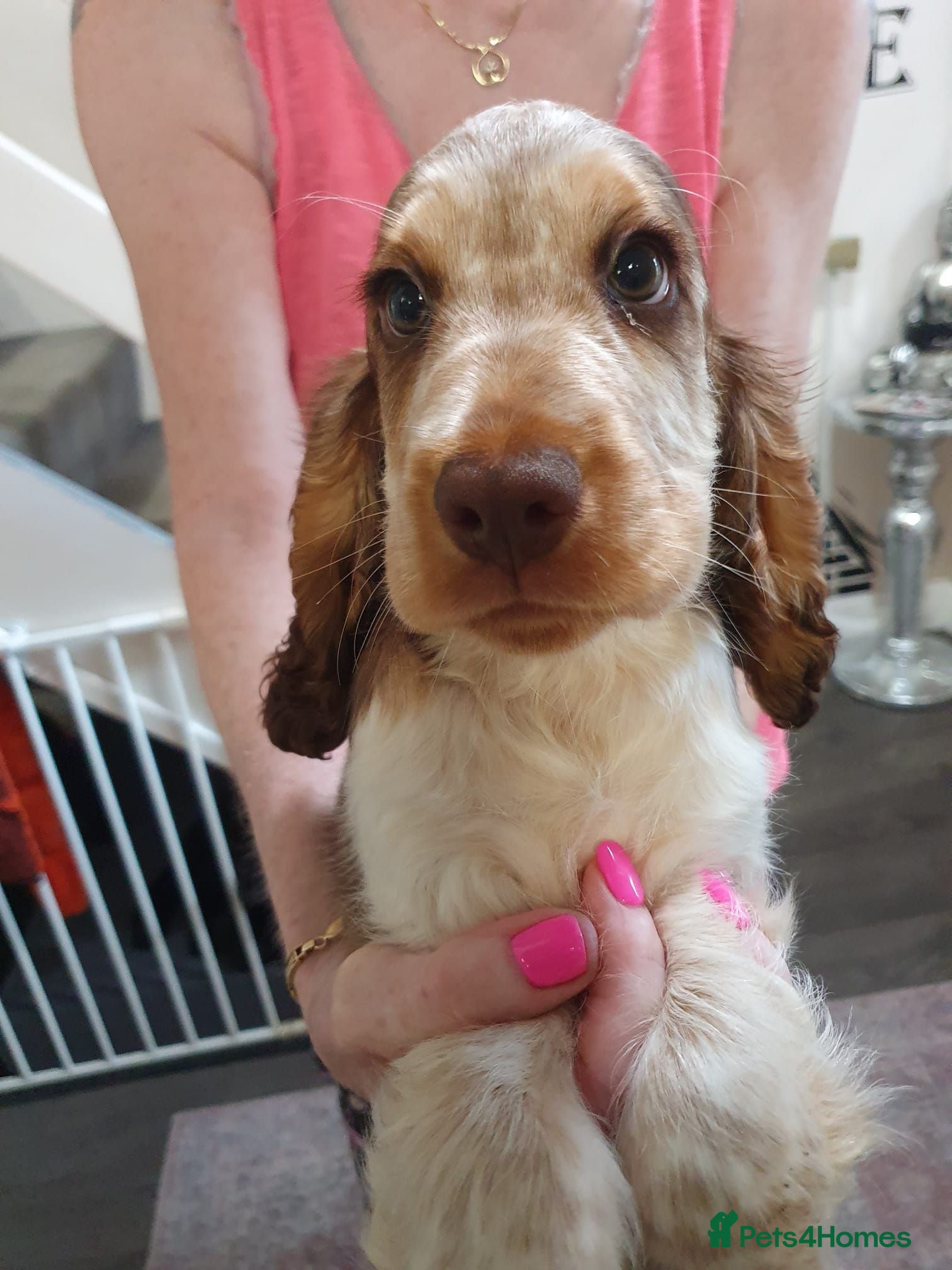Cocker Spaniel dogs Gorgeous KC Health Tested Show Pups - Advert 1
