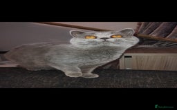 British Shorthair cats for sale: British Shorthair cats and kitten - Image 4