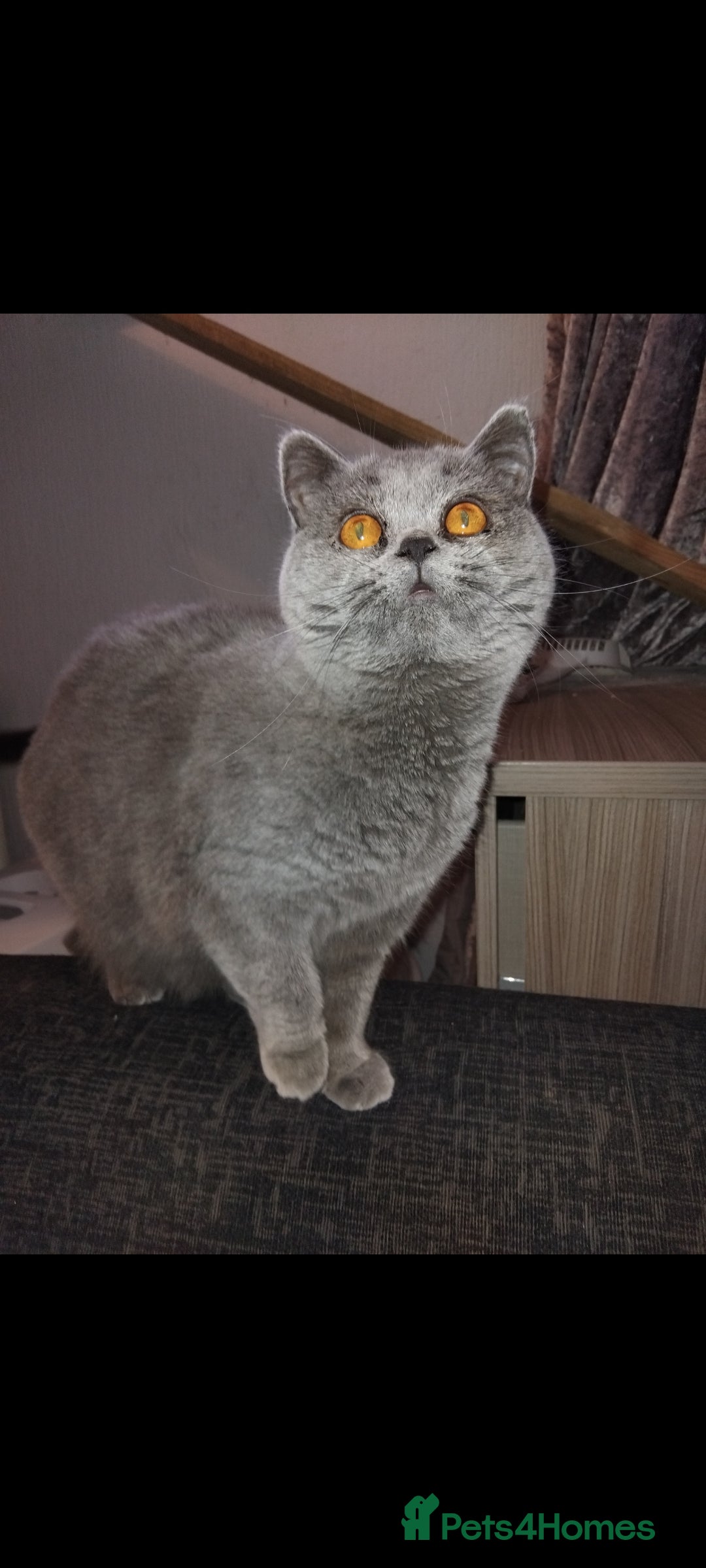 British Shorthair cats for sale: British Shorthair cats and kitten - Image 4