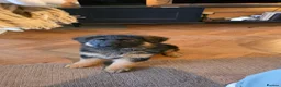 German Shepherd dogs for sale: Long hair German Shepherd puppy full health tests - Advert 8