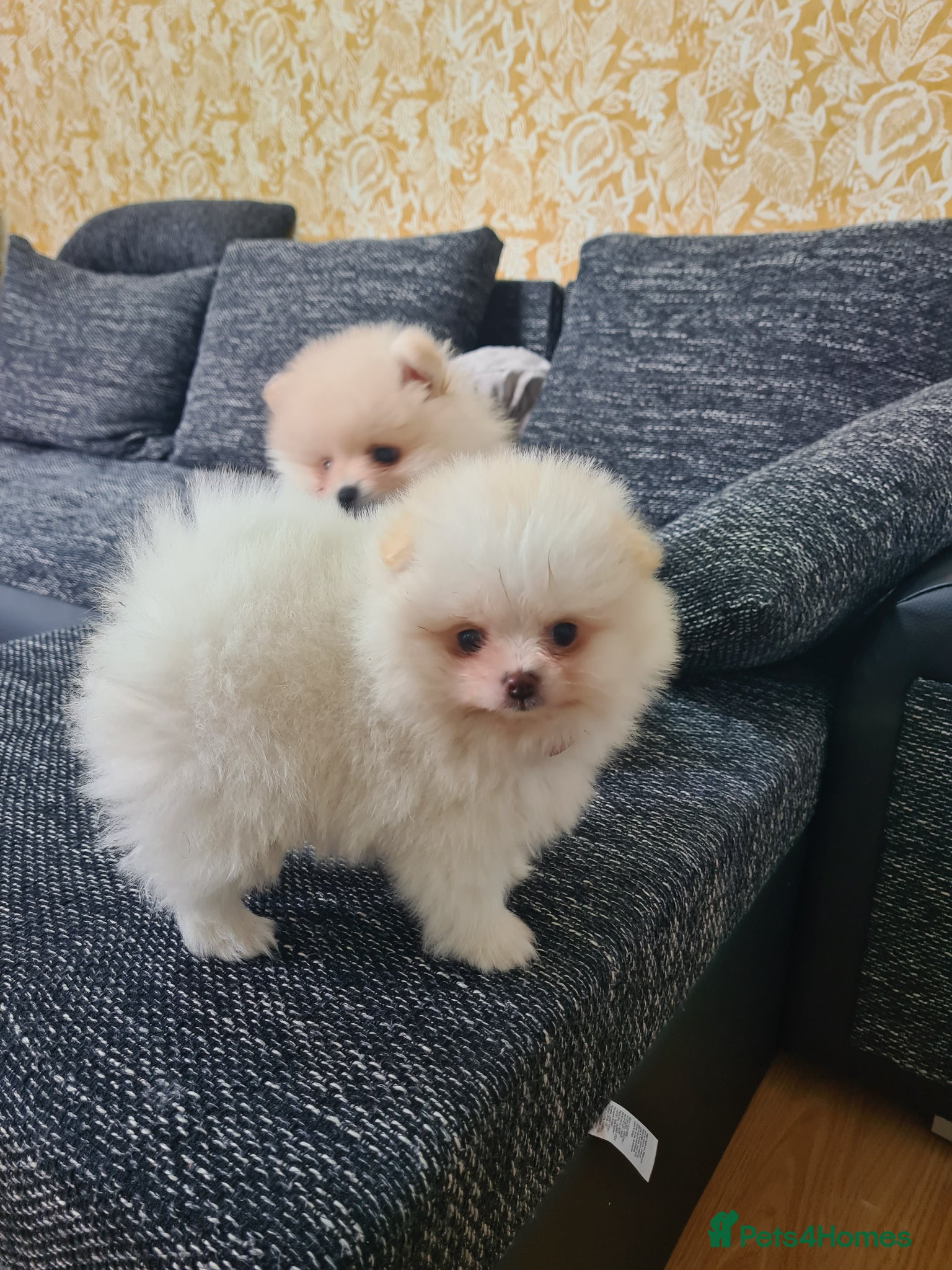 Pomeranian dogs Beautiful pomeranian Teddy bears boys  - Advert 5