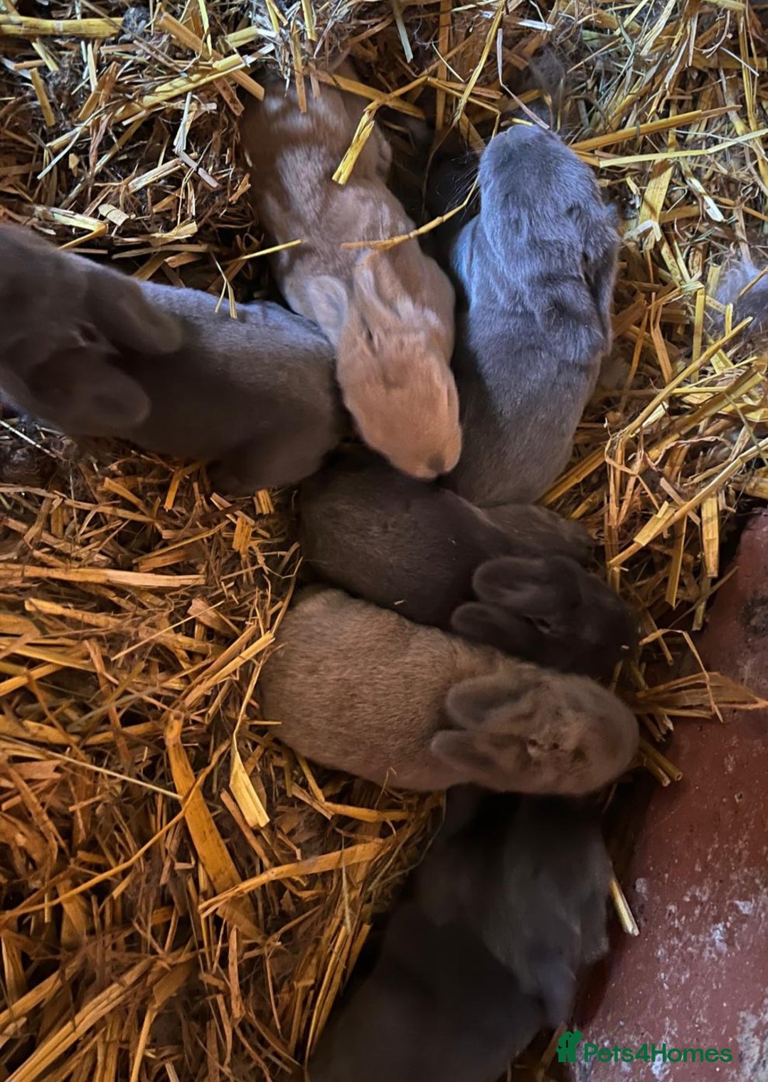 Continental Giant rabbits for sale: Continental giant babies  - Image 1