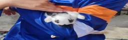 English Spot rabbits for sale: Pure English spot babies  - Advert 6