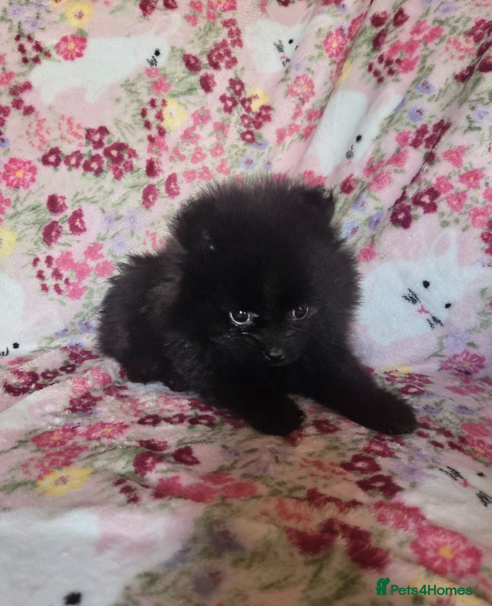 Pomeranian dogs Only one Beautiful little girl left  - Advert 2