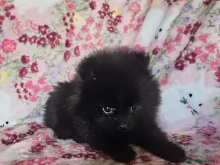Pomeranian dogs Only one Beautiful little girl left - Advert 1