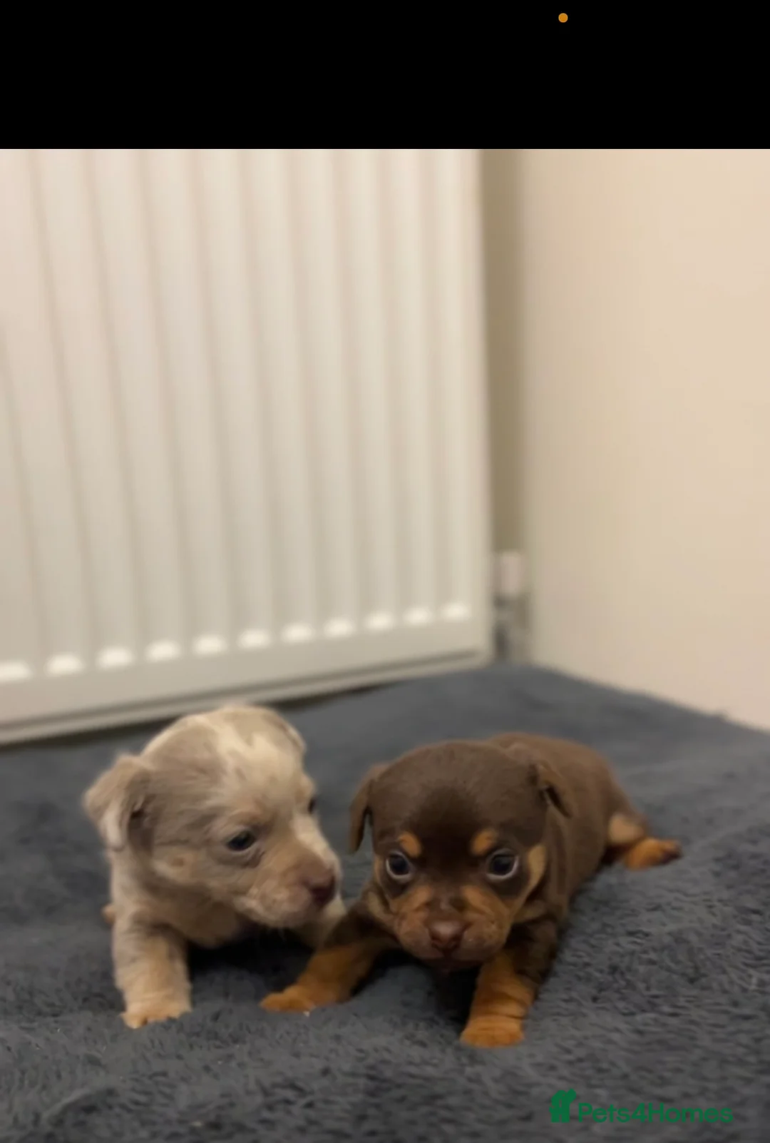 Jack Russell dogs for sale: Stunning Lilac Merle/chocolate jack Russel puppies - Advert 11