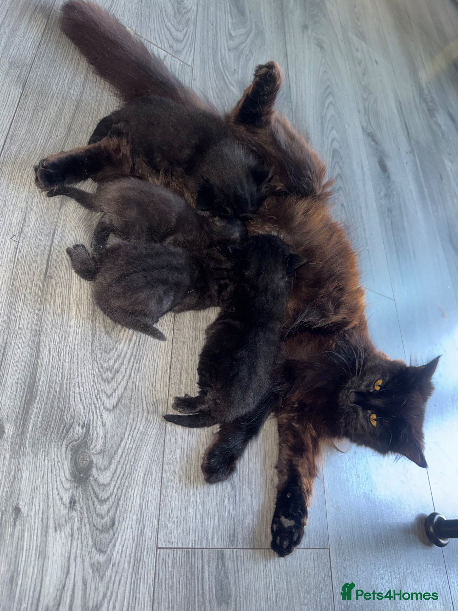 Maine Coon cats for sale: MAINE COON x BENGAL - Advert 2