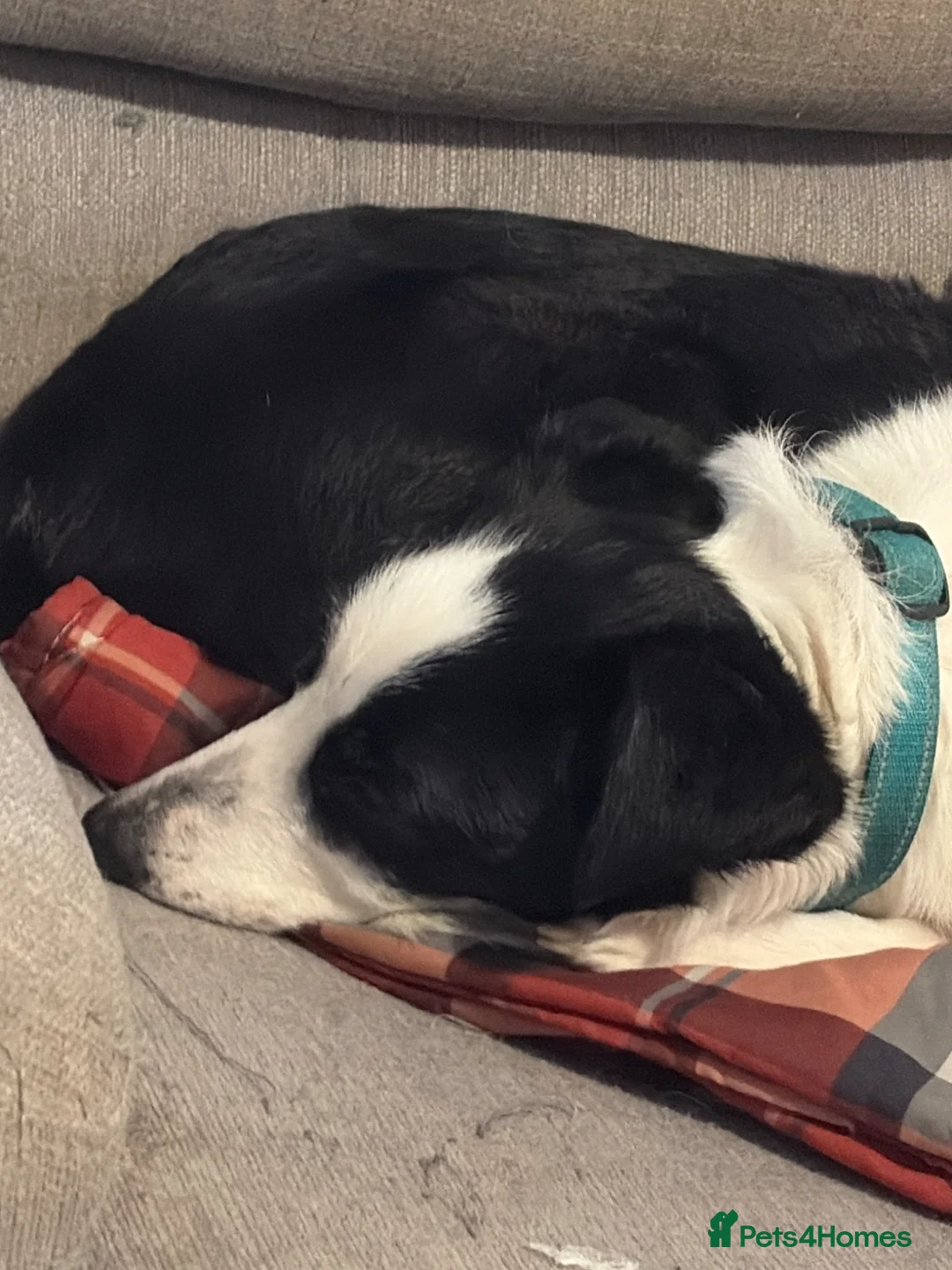 Mixed Breed dogs for sale: Border collie x - Advert 1