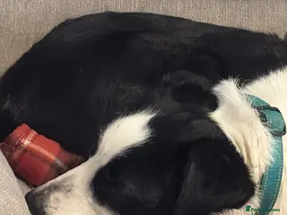 Mixed Breed dogs Border collie x - Advert 11